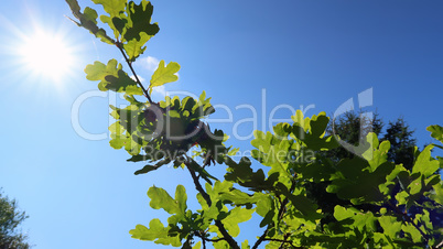 Oak leaves