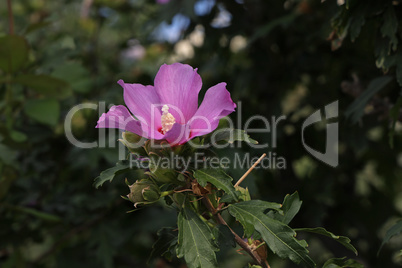 Close up of Hibiscus syriacus violet flower