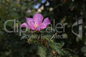 Close up of Hibiscus syriacus violet flower