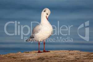 Seagull sits on the shore in the morning