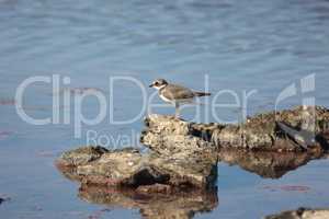 Charadrius dubius walks in shallow water in search of food