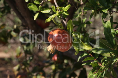 Pomegranate fruit matures on tree in summer