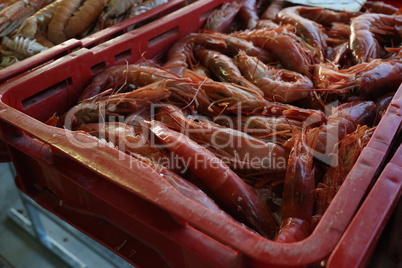 Different sea fish at a fish market in Croatia