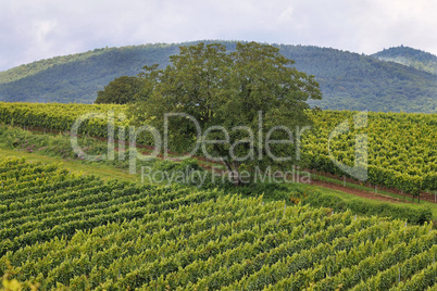 Weinberge in der Pfalz