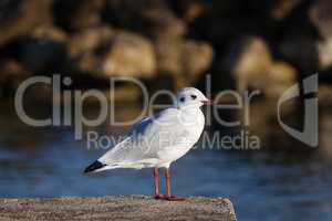 Seagull sits on the shore in the morning