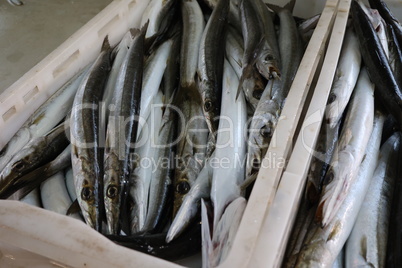 Different sea fish at a fish market in Croatia