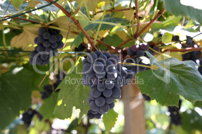 Close-up of bunches of ripe wine grapes on vine