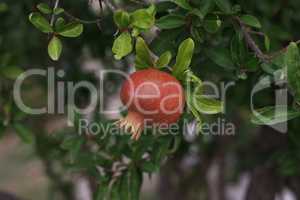 Pomegranate fruit matures on tree in summer