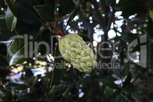 Magnolia fruit on the green leaves background