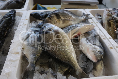 Different sea fish at a fish market in Croatia