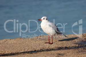 Seagull sits on the shore in the morning