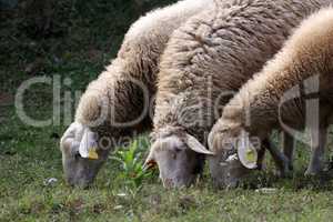 A herd of white sheep grazes on a fenced pasture