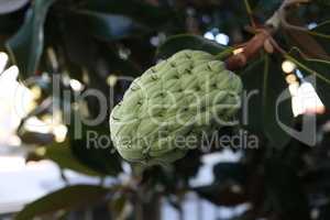 Magnolia fruit on the green leaves background