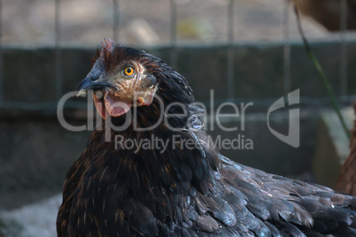 Domestic chickens in the yard of the farm