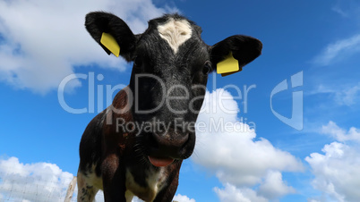 Close up of a young cow