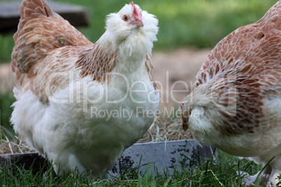 Domestic chickens in the yard of the farm