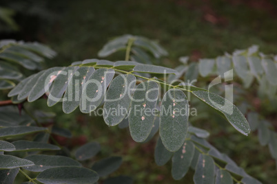 Dew drops on the leaves of the plant