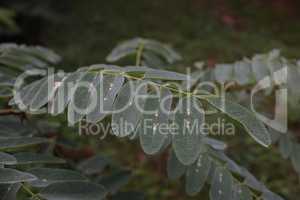 Dew drops on the leaves of the plant