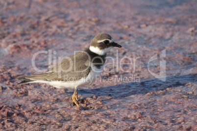 Charadrius dubius walks in shallow water in search of food