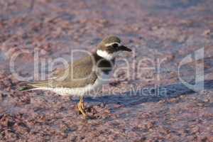 Charadrius dubius walks in shallow water in search of food