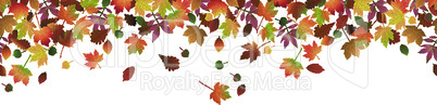 fall colored leaves background