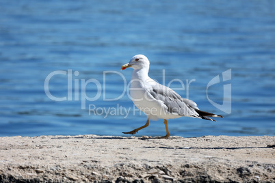 A seagull walks along the beach in the morning