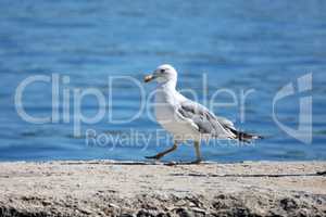 A seagull walks along the beach in the morning