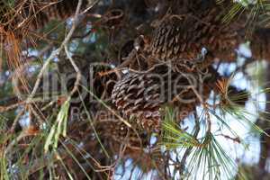 Pine branch with needles and old cones