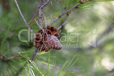 Pine branch with needles and old cones