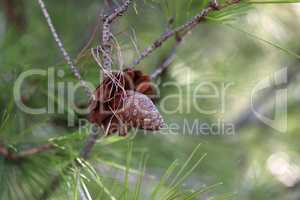 Pine branch with needles and old cones