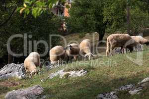 A herd of white sheep grazes on a fenced pasture