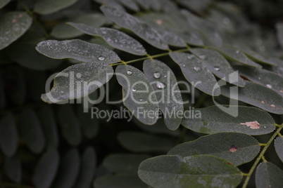 Dew drops on the leaves of the plant