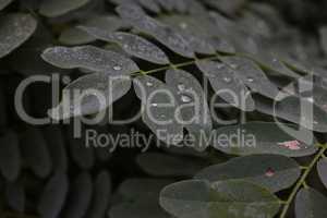 Dew drops on the leaves of the plant