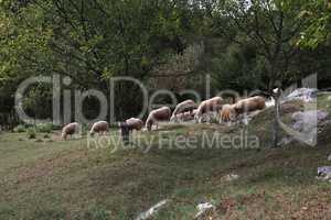 A herd of white sheep grazes on a fenced pasture