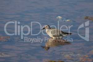 Woodcock in search of food in a salt lake