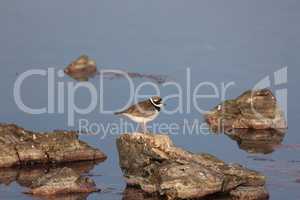 Charadrius dubius walks in shallow water in search of food