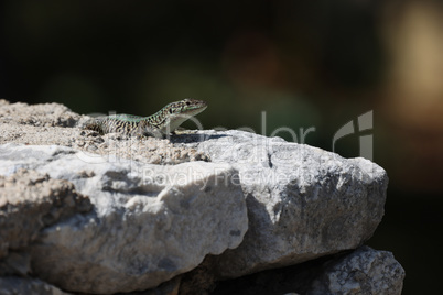 Green lizard sits on rocks and bask in the sun