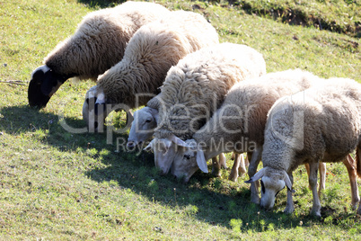 A herd of white sheep grazes on a fenced pasture