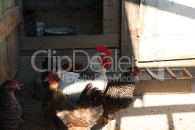 Domestic chickens in the yard of the farm