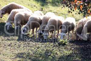 A herd of white sheep grazes on a fenced pasture