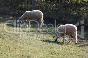 A herd of white sheep grazes on a fenced pasture