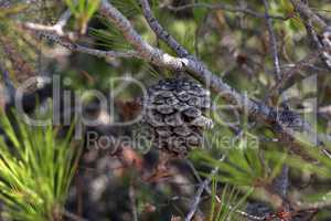 Pine branch with needles and old cones