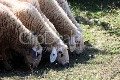 A herd of white sheep grazes on a fenced pasture