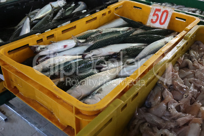 Different sea fish at a fish market in Croatia