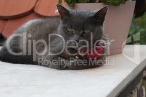 A domestic cat lies in the sun