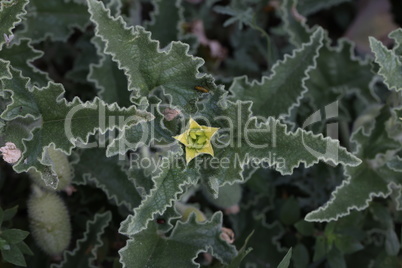 Green thorny plant with small yellow flowers