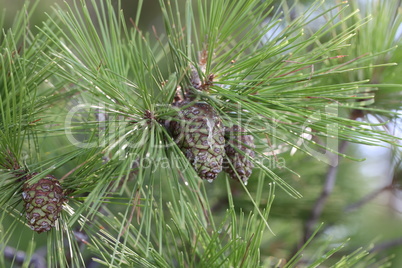 Green resinous cones on pine branches in Croatia