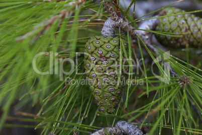 Green resinous cones on pine branches in Croatia