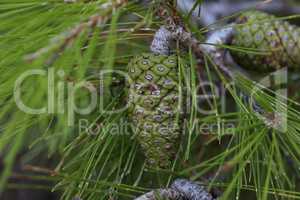 Green resinous cones on pine branches in Croatia