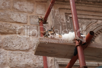 The cat nestles comfortably on the scaffolding